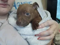 Addysen Reign , a female American Pit Bull Terrier for sale in Molino, FL – 3 of 6