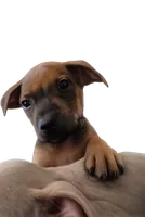 Ajay Cruz , a male American Pit Bull Terrier for sale in Molino, FL – 2 of 8