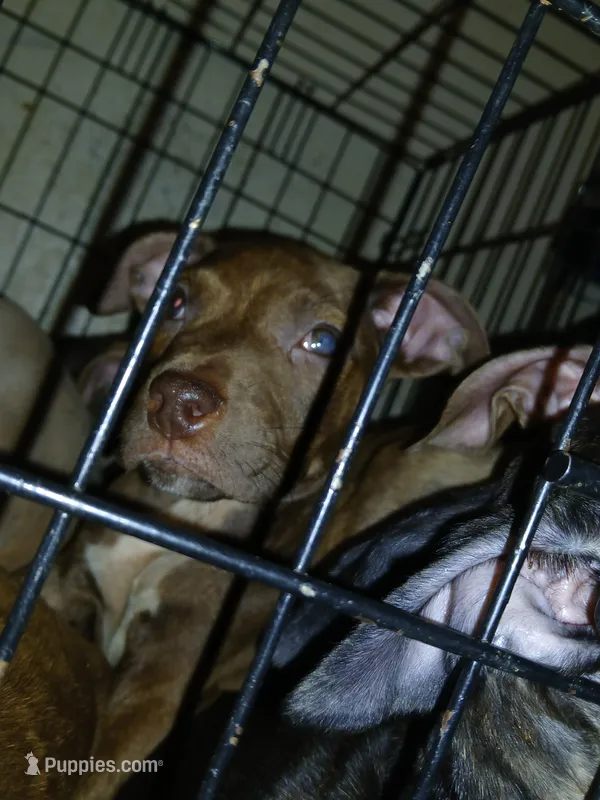 Brooks Alexander  – American Pit Bull Terrier puppy for sale in Molino, FL