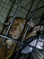 Brooks Alexander , a male American Pit Bull Terrier for sale in Molino, FL – 1 of 2