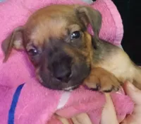 Ajay Cruz , a male American Pit Bull Terrier for sale in Molino, FL – 5 of 8