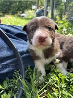 Boy 1, a male Border Collie for sale in Lexington, VA – 2 of 4
