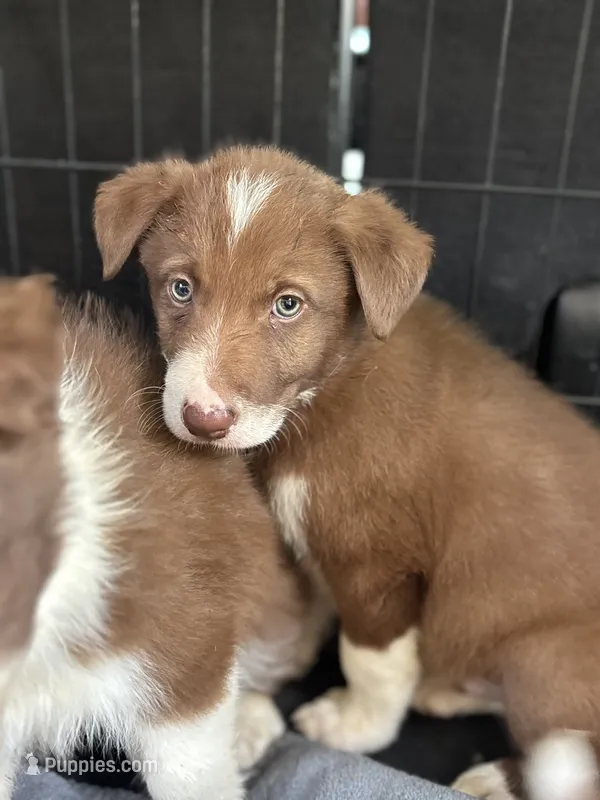 Boy 1 – Border Collie puppy for sale in Lexington, VA