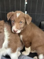 Boy 1, a male Border Collie for sale in Lexington, VA – 1 of 4