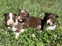 Boy 1, a male Border Collie for sale in Lexington, VA – 4 of 4
