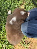 Boy 1, a male Border Collie for sale in Lexington, VA – 3 of 4