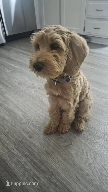 Corky – Miniature Goldendoodle puppy for sale in Lees Summit, MO