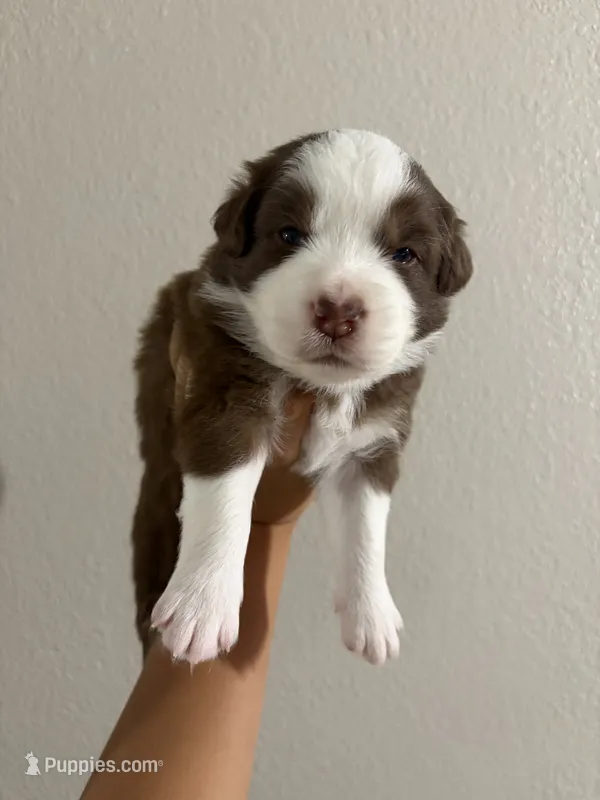 Pistachio – Australian Shepherd puppy for sale in Tampa, FL