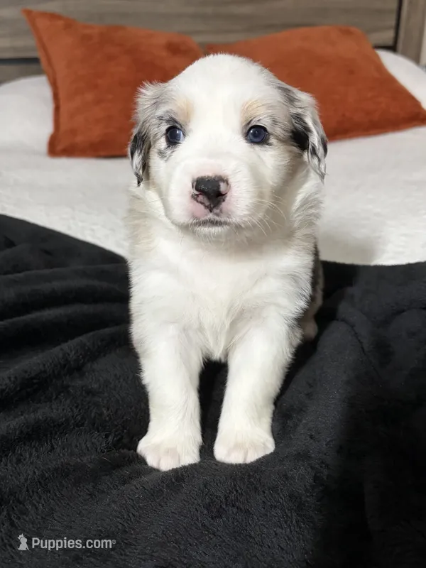 Cookies N Cream – Australian Shepherd puppy for sale in Tampa, FL