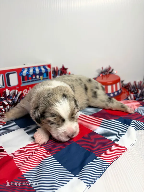 Cotton Candy – Australian Shepherd puppy for sale in Tampa, FL