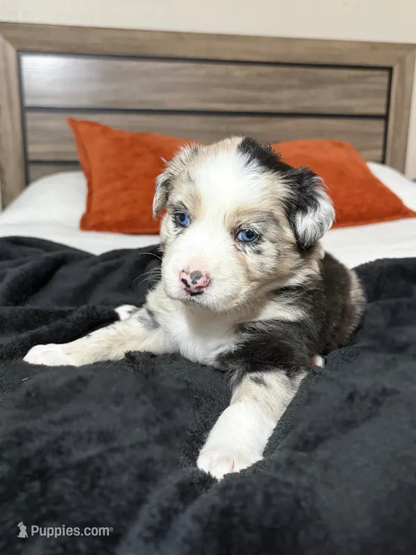 Birthday Cake – Australian Shepherd puppy for sale in Tampa, FL