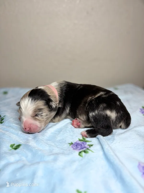 Birthday Cake – Australian Shepherd puppy for sale in Tampa, FL