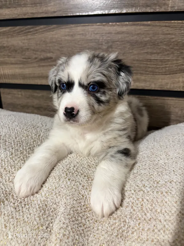 Butter Pecan – Australian Shepherd puppy for sale in Tampa, FL