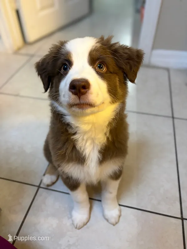 Pistachio – Australian Shepherd puppy for sale in Tampa, FL