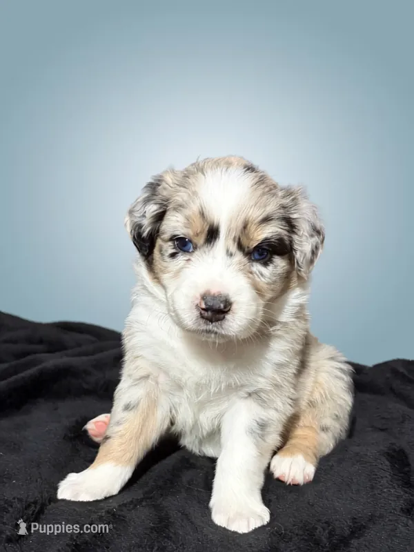 Cotton Candy – Australian Shepherd puppy for sale in Tampa, FL