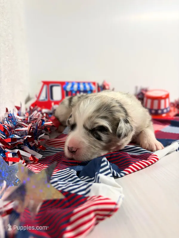 Butter Pecan – Australian Shepherd puppy for sale in Tampa, FL