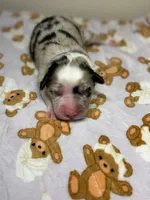 Rocky Road, a male Australian Shepherd for sale in Tampa, FL – 1 of 2