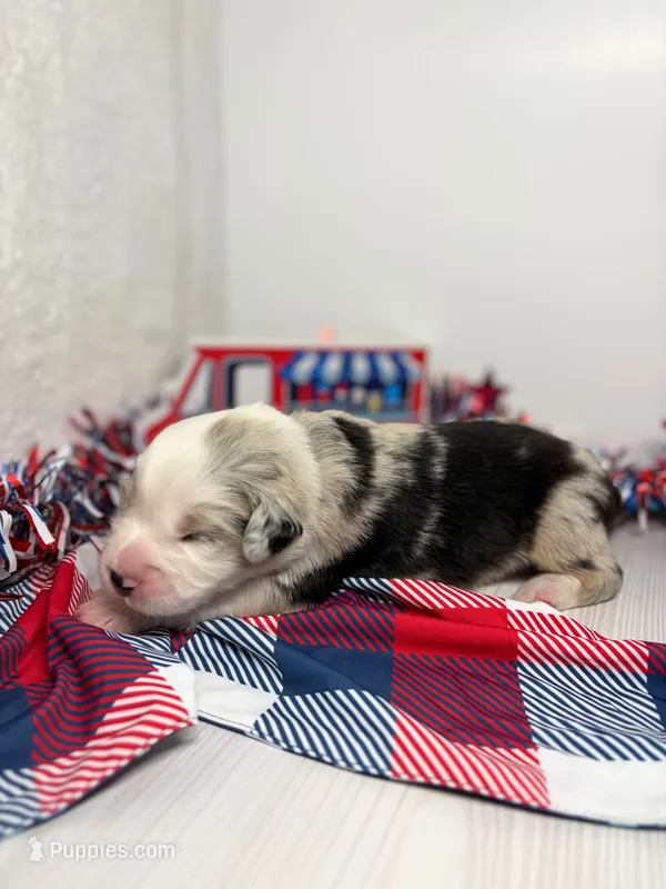 Cookies N Cream – Australian Shepherd puppy for sale in Tampa, FL