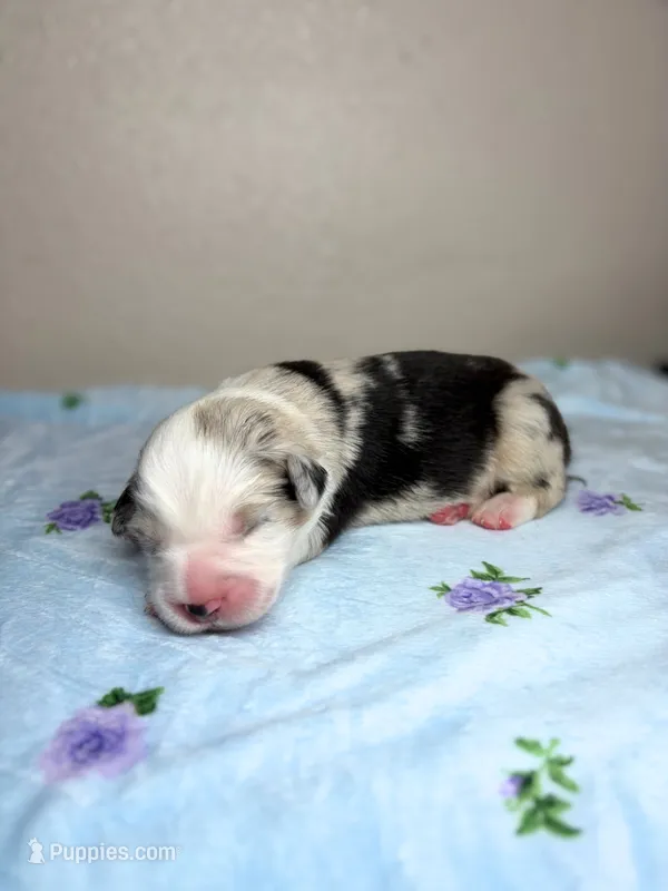 Cookies N Cream – Australian Shepherd puppy for sale in Tampa, FL