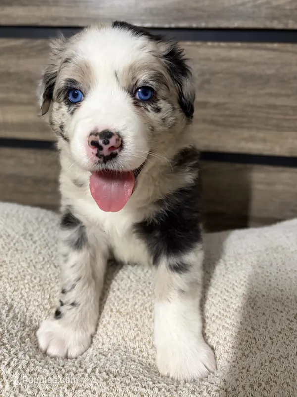 Birthday Cake – Australian Shepherd puppy for sale in Tampa, FL