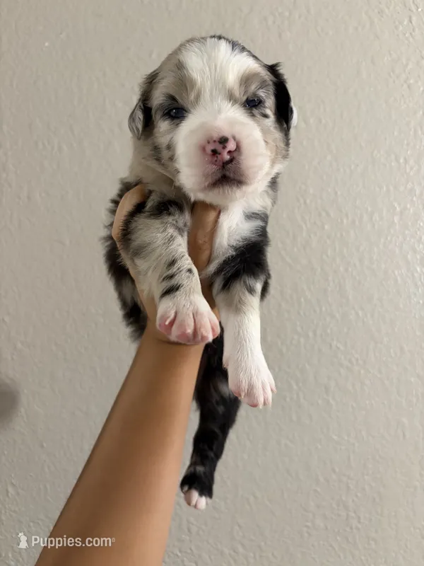 Birthday Cake – Australian Shepherd puppy for sale in Tampa, FL