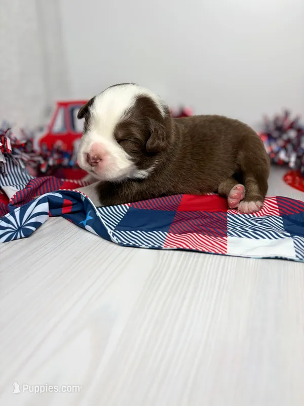 Pistachio – Australian Shepherd puppy for sale in Tampa, FL