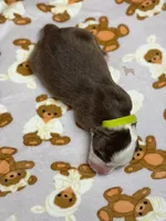 Pistachio, a female Australian Shepherd for sale in Tampa, FL – 2 of 2