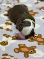 Pistachio, a female Australian Shepherd for sale in Tampa, FL – 1 of 2