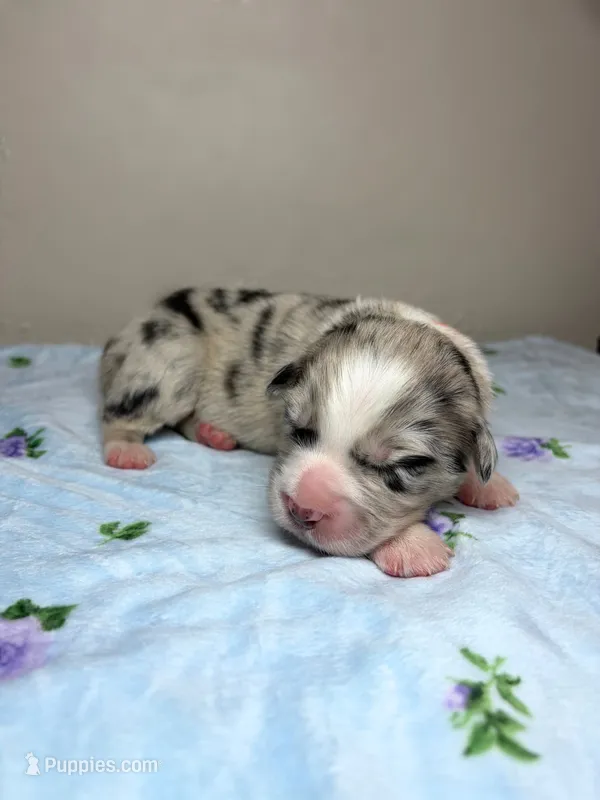 Butter Pecan – Australian Shepherd puppy for sale in Tampa, FL