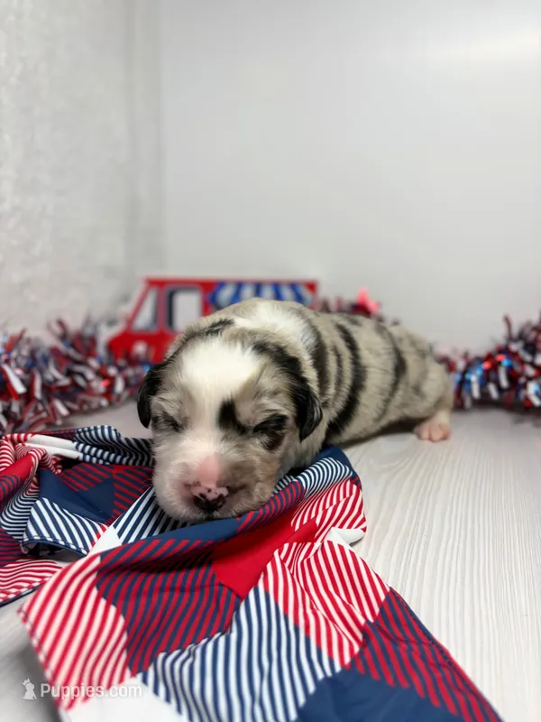 Rocky Road – Australian Shepherd puppy for sale in Tampa, FL
