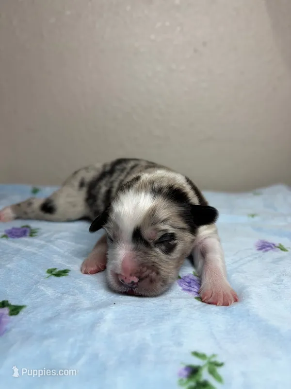 Rocky Road – Australian Shepherd puppy for sale in Tampa, FL