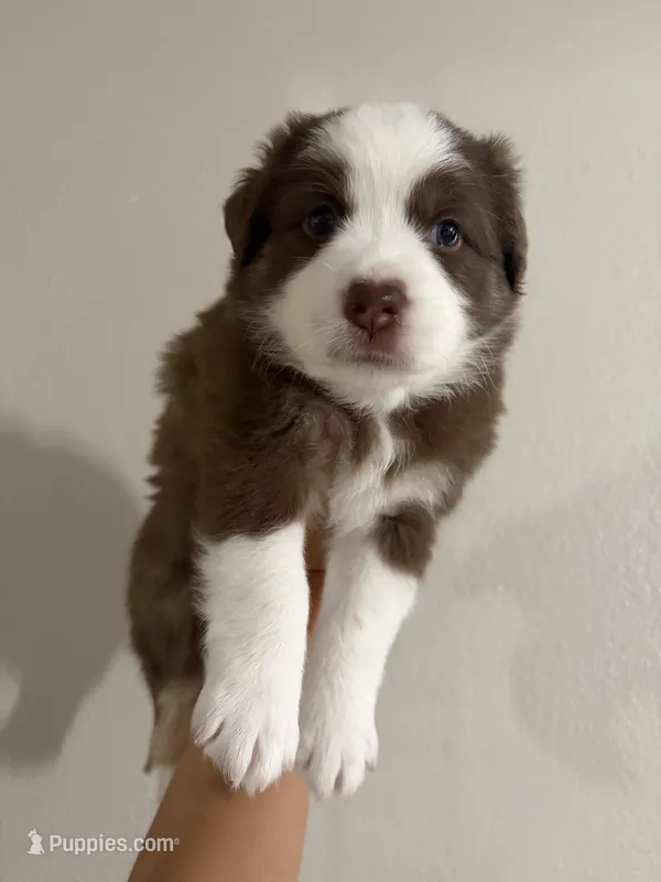 Pistachio – Australian Shepherd puppy for sale in Tampa, FL