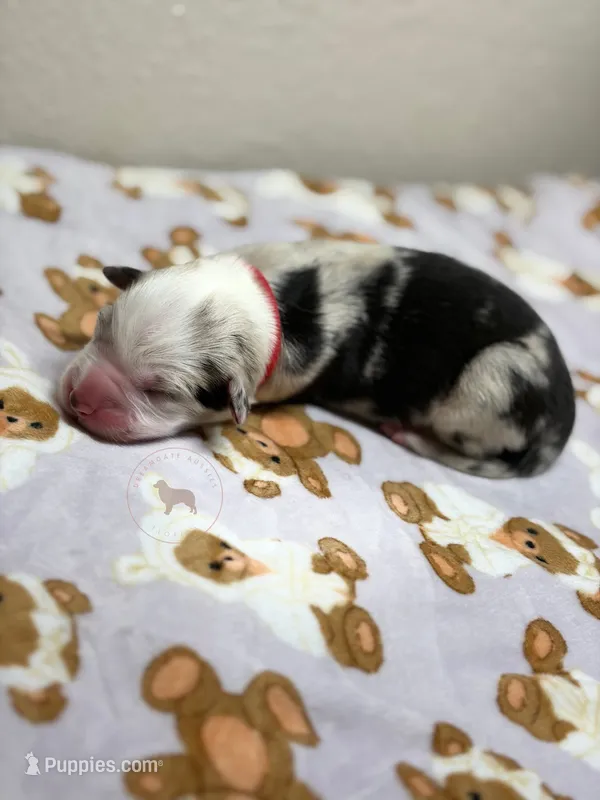 Cookies N Cream – Australian Shepherd puppy for sale in Tampa, FL
