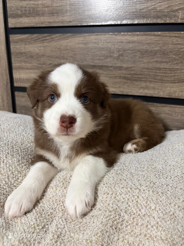 Pistachio – Australian Shepherd puppy for sale in Tampa, FL
