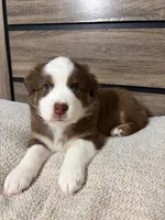 Pistachio, a female Australian Shepherd for sale in Tampa, FL – 1 of 2