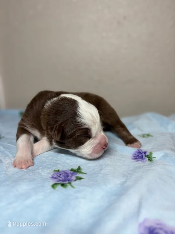 Pistachio – Australian Shepherd puppy for sale in Tampa, FL