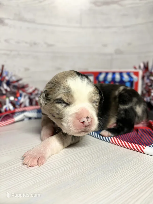 Birthday Cake – Australian Shepherd puppy for sale in Tampa, FL