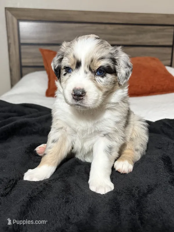 Cotton Candy – Australian Shepherd puppy for sale in Tampa, FL