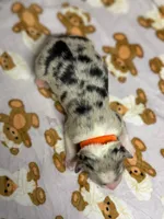 Butter Pecan, a female Australian Shepherd for sale in Tampa, FL – 2 of 2