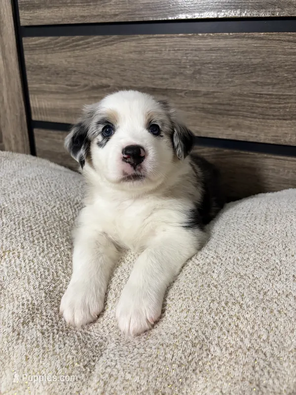 Cookies N Cream – Australian Shepherd puppy for sale in Tampa, FL