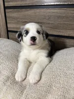 Cookies N Cream, a female Australian Shepherd for sale in Tampa, FL – 1 of 3