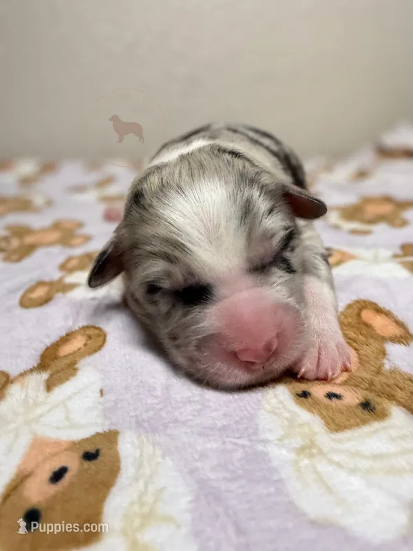 Butter Pecan – Australian Shepherd puppy for sale in Tampa, FL