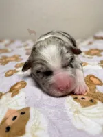 Butter Pecan, a female Australian Shepherd for sale in Tampa, FL – 1 of 2
