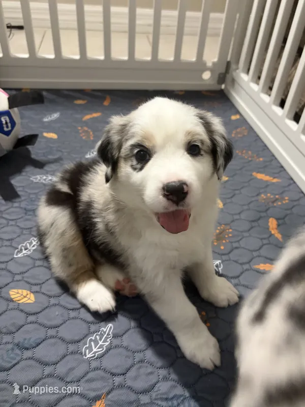 Cookies N Cream – Australian Shepherd puppy for sale in Tampa, FL