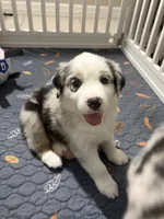 Cookies N Cream, a female Australian Shepherd for sale in Tampa, FL – 3 of 3