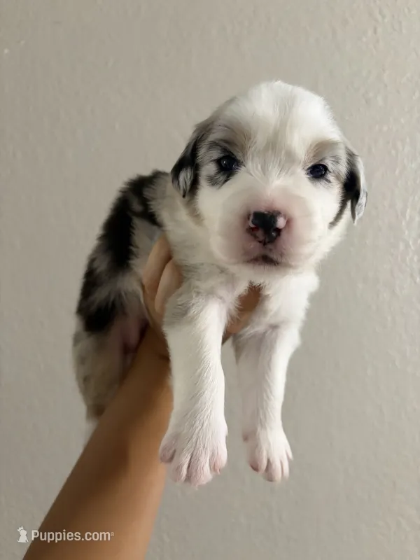 Cookies N Cream – Australian Shepherd puppy for sale in Tampa, FL
