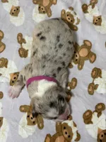 Cotton Candy, a female Australian Shepherd for sale in Tampa, FL – 1 of 2