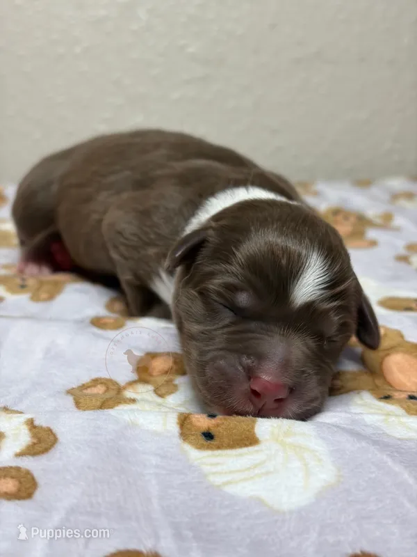 Neapolitan – Australian Shepherd puppy for sale in Tampa, FL