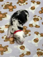 Cookies N Cream, a female Australian Shepherd for sale in Tampa, FL – 2 of 2