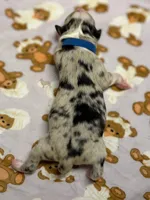 Rocky Road, a male Australian Shepherd for sale in Tampa, FL – 2 of 2